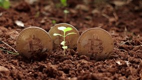 Bitcoins planted in the ground and there are green plants in between them. Digital currency and plant growth representing investment and sustainability - Powered by Shutterstock - Get 15% off with code: PIKWIZARD15