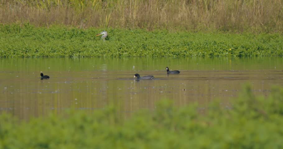 American coots swimming in calm pond in slow motion 