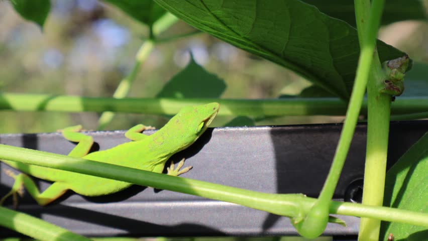 Green Anole Crawling Among Lush Green Hyacinth Bean Vines. Florida, May 12, 2025
