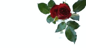 Close-up of Red Rose with Soft Focus and White Background - Powered by Shutterstock - Get 15% off with code: PIKWIZARD15