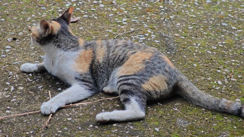 Cute Thai cat on background