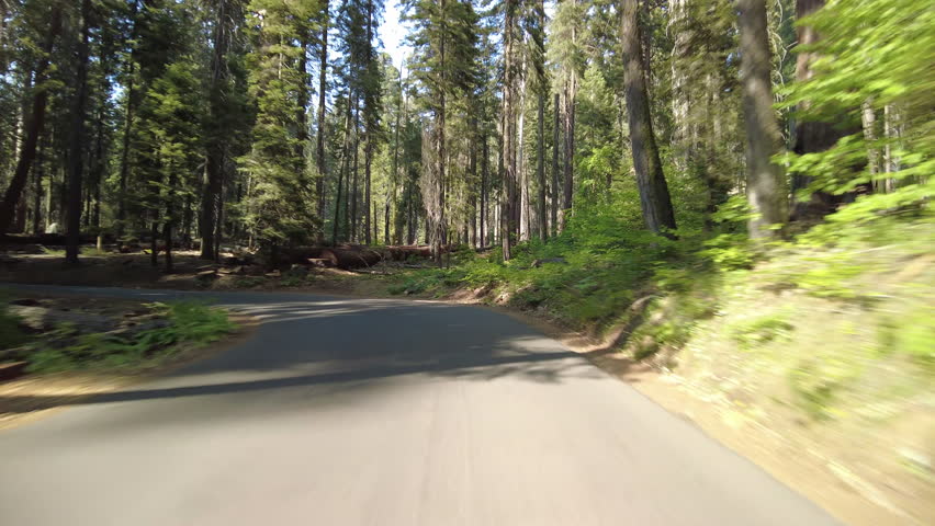 Sequoia National Park Crescent Meadow Road 16 MultiCam Front View Driving Plate Sierra Nevada Mts California USA
