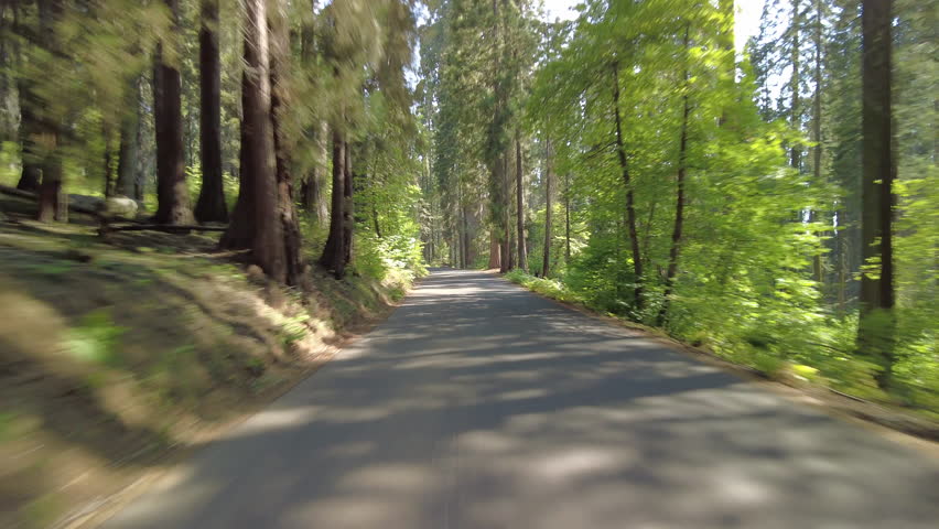 Sequoia National Park Crescent Meadow Road 16 MultiCam Rear View Driving Plate Sierra Nevada Mts California USA