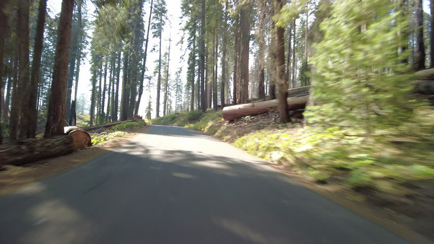 Sequoia National Park Crescent Meadow Road 17 MultiCam Front View Driving Plate Sierra Nevada Mts California USA
