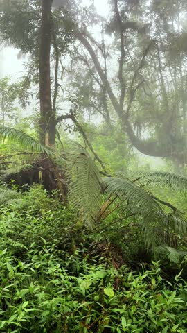 Close vertical shot of wet grass and tropical plants after rainfall. Great for showcasing freshness and jungle moisture.
