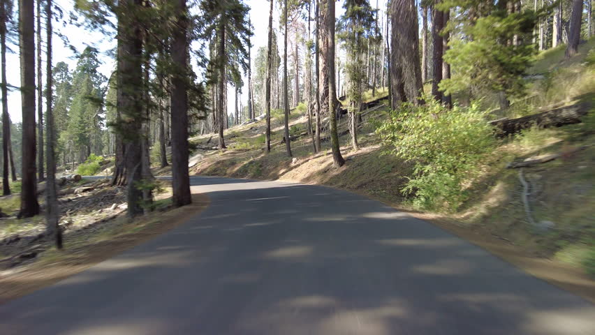 Sequoia National Park Crescent Meadow Road 18 MultiCam Front View Driving Plate Sierra Nevada Mts California USA