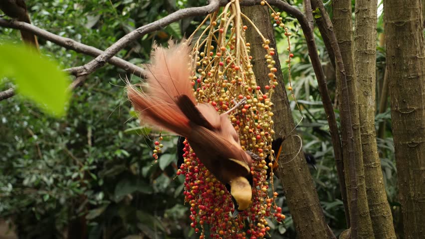 Bird of paradise Raggi or Raggiana Bird of paradise of Papua New Guinea. National bird cendra wasih. High quality 4k footage