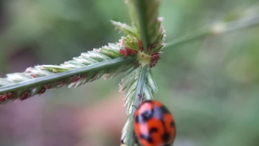 Hemiptera or ladybugs protecting their young from ant attacks