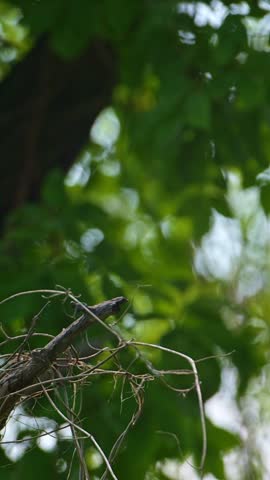 A starling sits, lands, and takes off from a branch in slow motion, with shiny feathers reflecting sunlight in its natural environment.