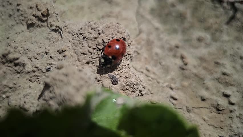 A close-up of a red ladybug walking across rough soil and leaves in bright daylight, filmed in slow motion.