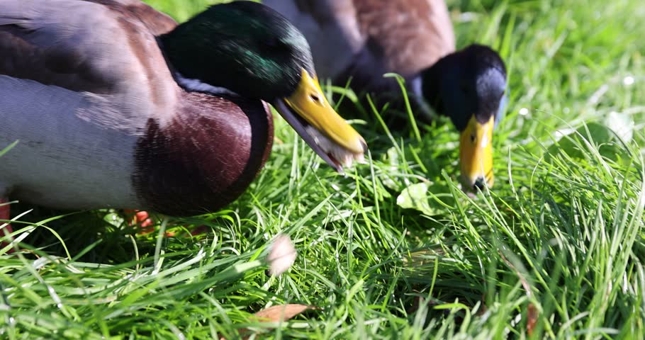 ducks on the green grass in the summer , beautiful young ducks are in the green grass by the lake shore
