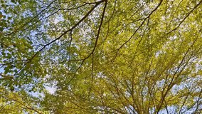 Lush canopy of vibrant green and gold leaves overhead, sunlight filtering through branches. - Powered by Shutterstock - Get 15% off with code: PIKWIZARD15
