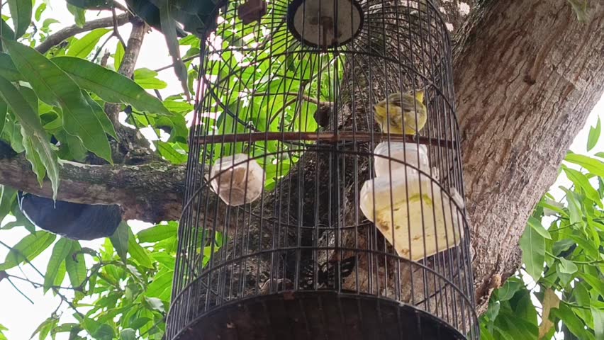 Hummingbird rests inside a small cage, its vibrant feathers still shimmering. The hummingbird looks calm but confined. A caged hummingbird contrasts freedom. Beautiful yet trapped hummingbird.