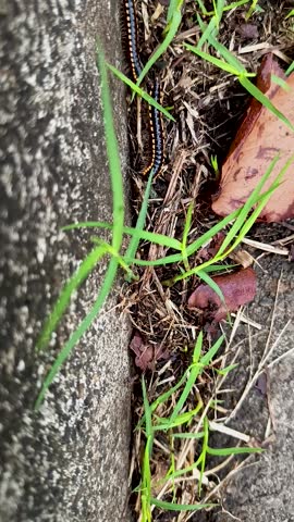 known as the night train centipede or the yellow-spotted millipede or Harpaphe haydeniana
