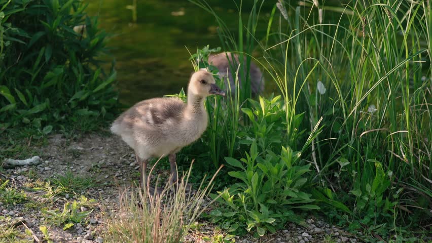 A curious gosling eats fresh green leaves while exploring the lakeside in spring sunlight