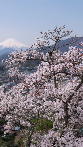 Mount Fuji over Cherry Blossoms and Otsuki City Captured from Mt. Iwadono (Vertical | PANNING)