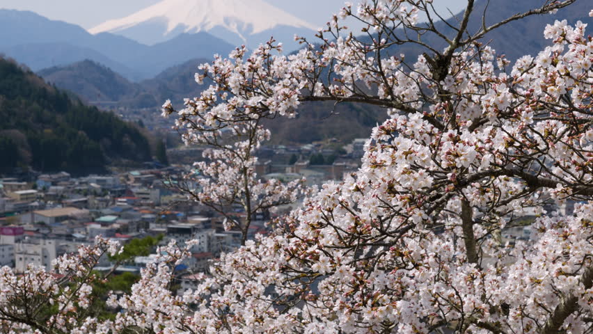Mount Fuji over Cherry Blossoms and Otsuki City Captured from Mt. Iwadono (TILT UP)