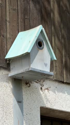 mother tit feeds her chicks