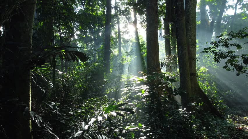 Forest background. Tropical forest tree landscape. Morning sunlight in mysterious wildlife nature forest.