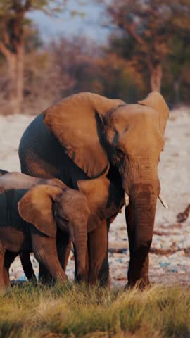 African Bush Elephant - Loxodonta africana lonely elephant walking in savannah, Namibia,Africa 