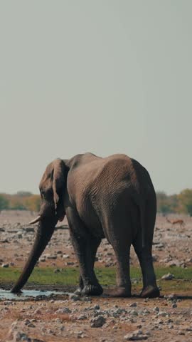 African Bush Elephant - Loxodonta africana lonely elephant walking in savannah, Namibia,Africa 