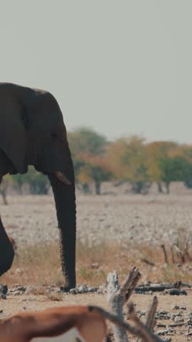 African Bush Elephant - Loxodonta africana lonely elephant walking in savannah, Namibia,Africa 