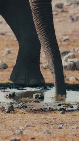 African Bush Elephant - Loxodonta africana lonely elephant walking in savannah, Namibia,Africa 