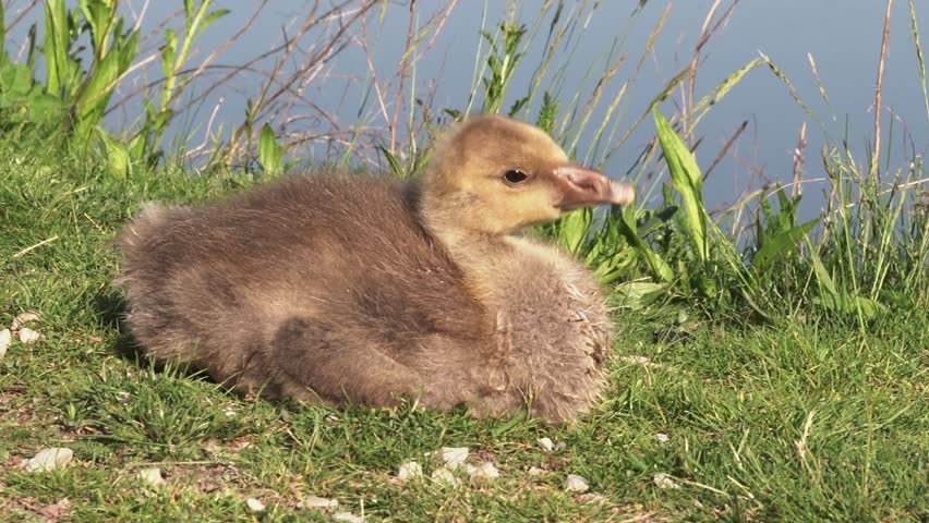 Close-up of a fluffy gosling resting peacefully on the grass near a calm lake. After a brief pause, it starts gently preening its feathers in the warm spring sunlight