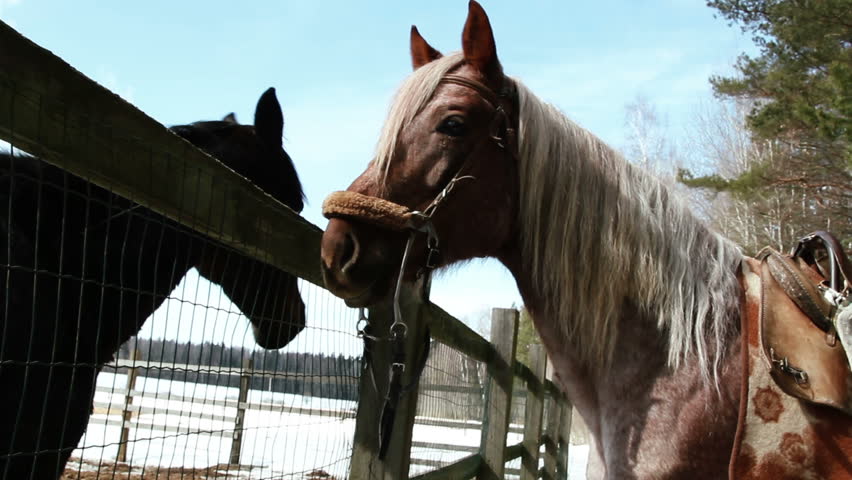 Horses on a ranch - stallion and mare sniffed through the fence