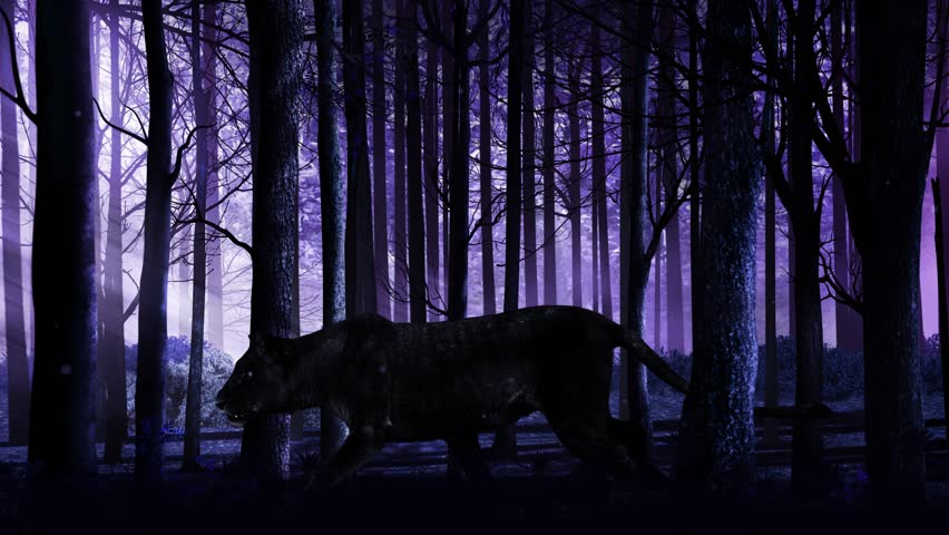 Black Panther Stalking Through a Dark Forest 4K Loop features a large black panther or cat stalking through a dark purple hued forest with leaves rustling and falling in a loop.