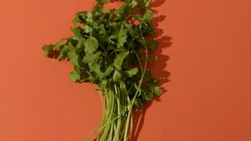 Fresh Cilantro Bunch on Red Background – Organic Herb for Cooking - Powered by Shutterstock - Get 15% off with code: PIKWIZARD15
