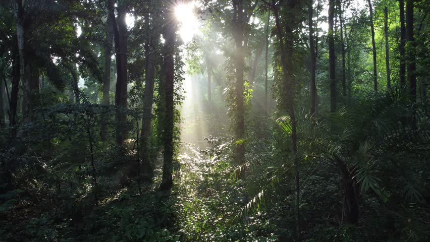 Forest tree. Tropical Forest or Rain Forest. Walk through dense forests as the sun scans the trees in summer. The rays reached the green forest. Cifor, Forestry Research IPB University, Indonesia.