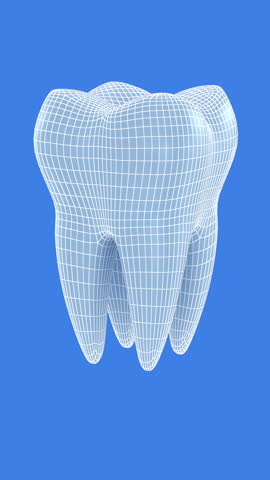 Teeth 3D model. 3D Animation