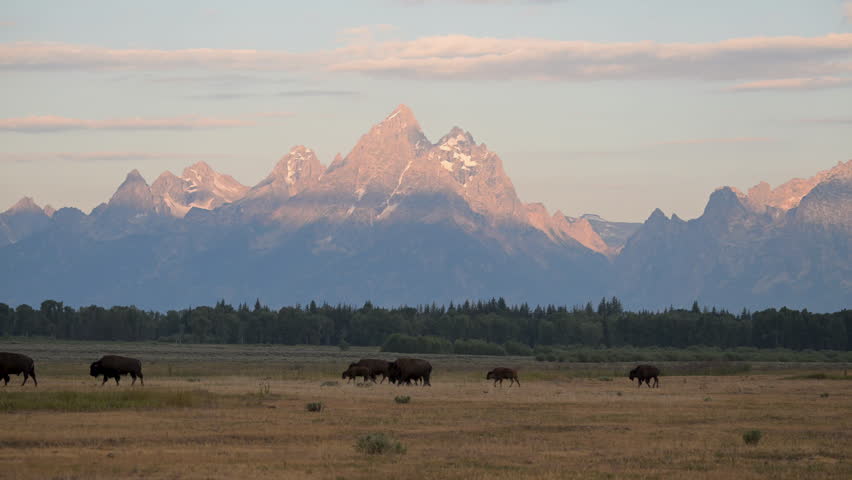 Bison Walk in Row in Front of Road in Grand Teton National Park
