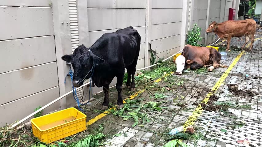 Cow prepared for Eid al-Adha sacrifice, tied near feed and water. Symbol of Islamic tradition, livestock care, and religious celebration during the holy festival.