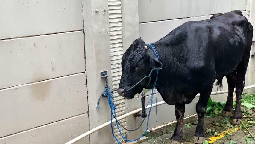 A black cow prepared for Eid al-Adha sacrifice, tied near feed and water. Symbol of Islamic tradition, livestock care, and religious celebration during the holy festival.