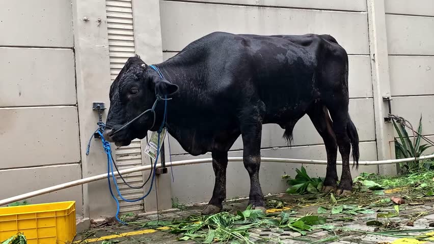 A black cow prepared for Eid al-Adha sacrifice, tied near feed and water. Symbol of Islamic tradition, livestock care, and religious celebration during the holy festival.