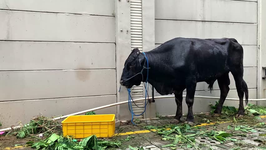 A black cow prepared for Eid al-Adha sacrifice, tied near feed and water. Symbol of Islamic tradition, livestock care, and religious celebration during the holy festival.