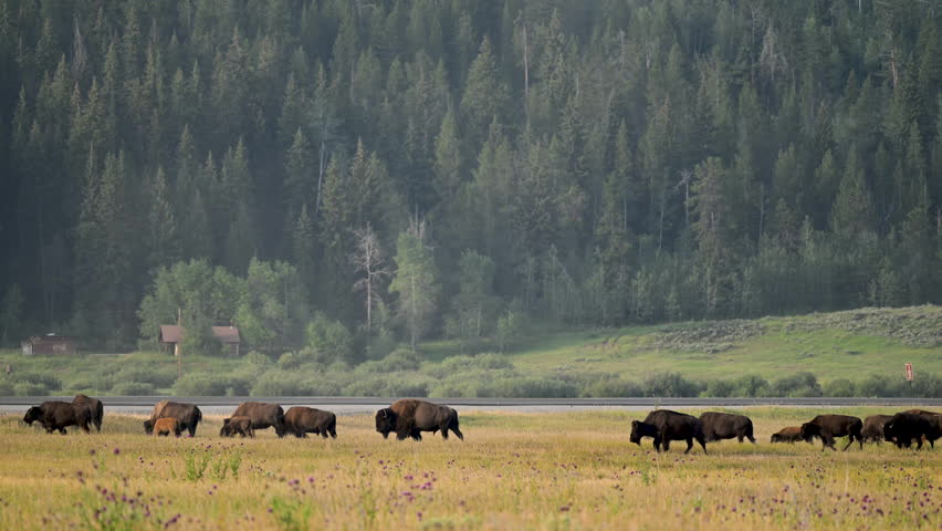 Bison Walk in Front of Grand Teton National Park