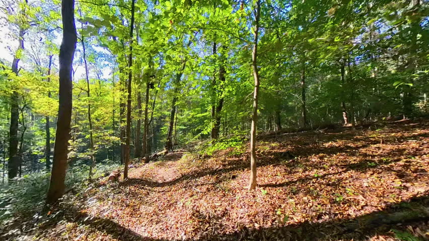 Empty Trail in Kentucky Forest in Mammoth Cave National Park