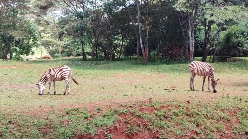 Two zebras grazing in Nairobi National Park. Savannah grassland vegetation.