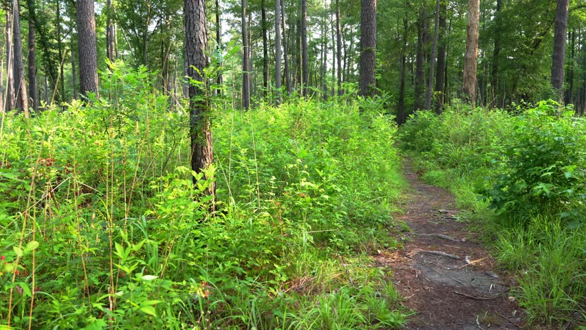 A path through a forest with trees and bushes. The path is covered in grass and there are some trees in the background