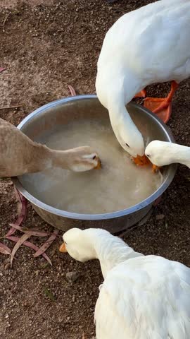 white ducks drinking water from a metal bowl outdoors.the scene is captured on the ground with soil and grass visible in the background. the ducks are actively interacting with the bowl.