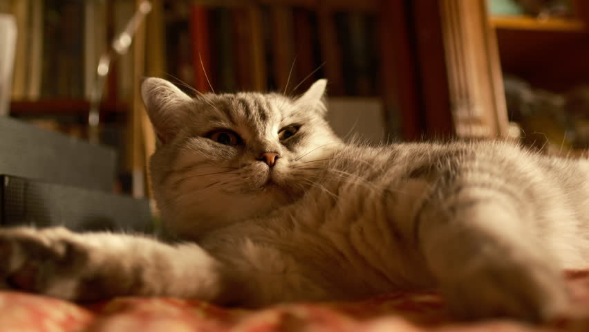 cinematic Portrait British domestic cat, majestic white, enjoying quiet self care moment, the cat yawns. home vintage comfort, pet wellness, feline hygiene 4k