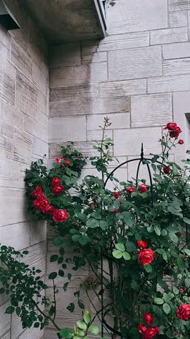 red rose bush in garden near outside of window bulding 