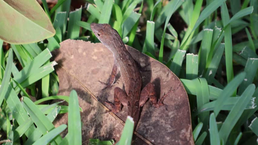 A brown anole lizard rests quietly atop a dull brown magnolia leaf, its earthy tones blending seamlessly with the dried foliage. Florida, May 13, 2025