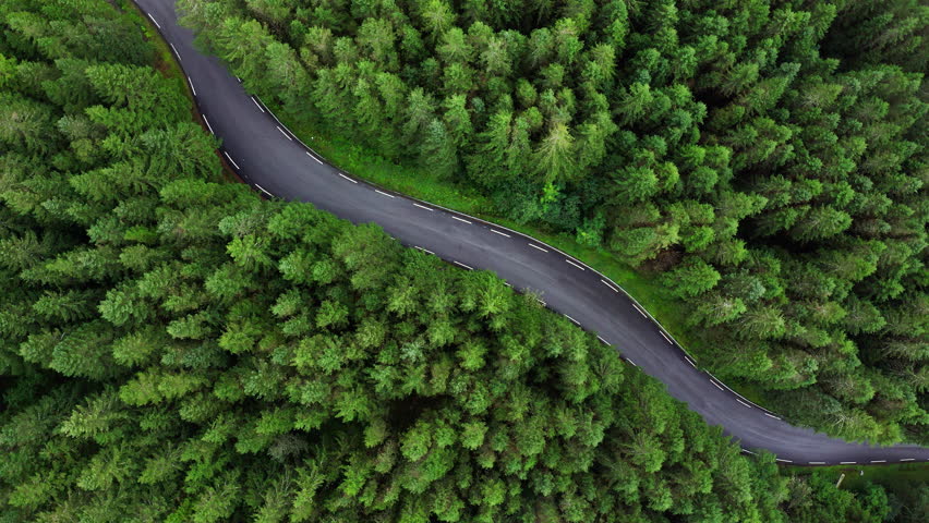Green Pines trees aerial top flying drone view with curved asphalt empty road. Traveling, transportation and beauty in Nature concept 4K video. Summer Norway, Europe.