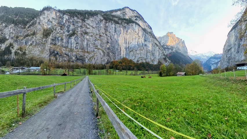 Cows Grazing in Lauterbrunnen Valley
