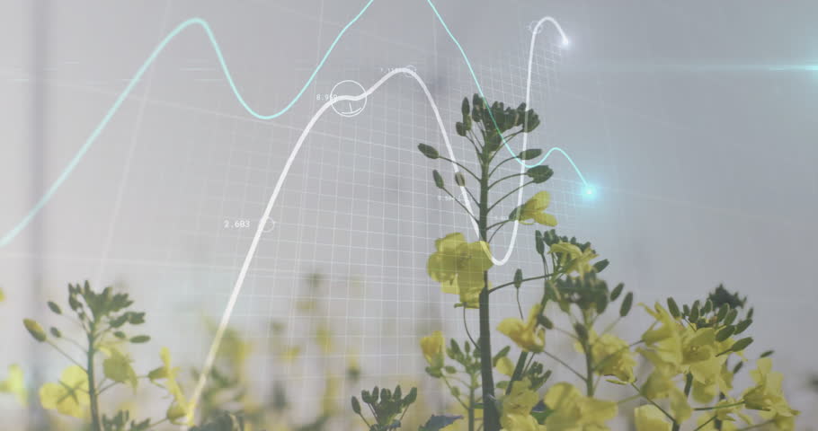 Close-up canola stem, white cyan curves fading, camera pulling back highlighting data interplay. Botanical, data visualization, organic, technology, growth, landscape, graphic