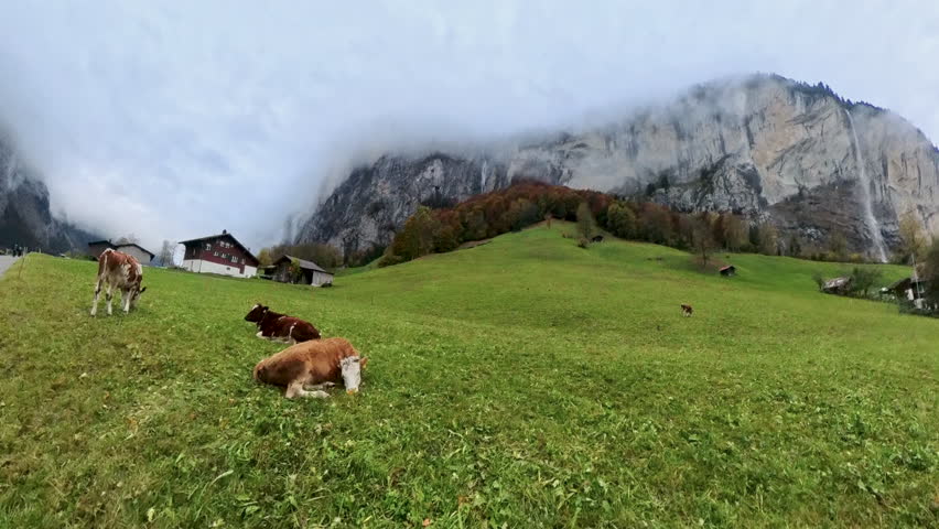 Happy Cows Come from Switzerland